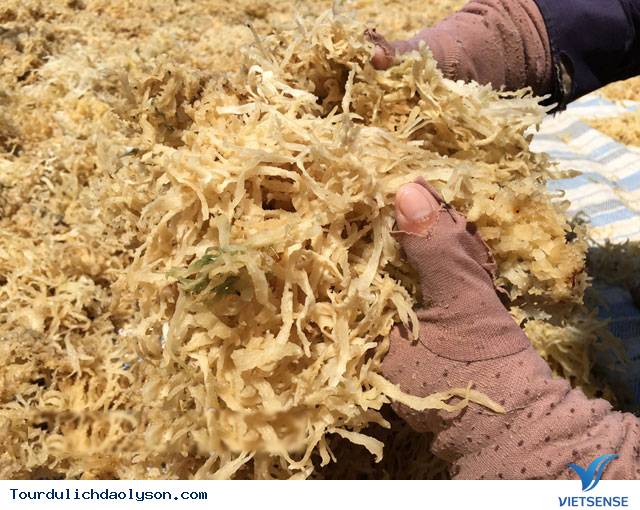 hành trình Lý Sơn mùa rau chân vịt - Ảnh 1