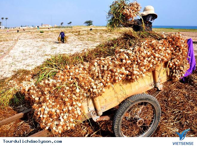 hành trình Lý Sơn- Mùa tỏi chín - Ảnh 2 hành trình Lý Sơn- Mùa tỏi chín - Ảnh 2
