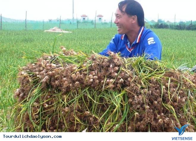 hành trình Lý Sơn- Mùa tỏi chín - Ảnh 1 hành trình Lý Sơn- Mùa tỏi chín - Ảnh 1