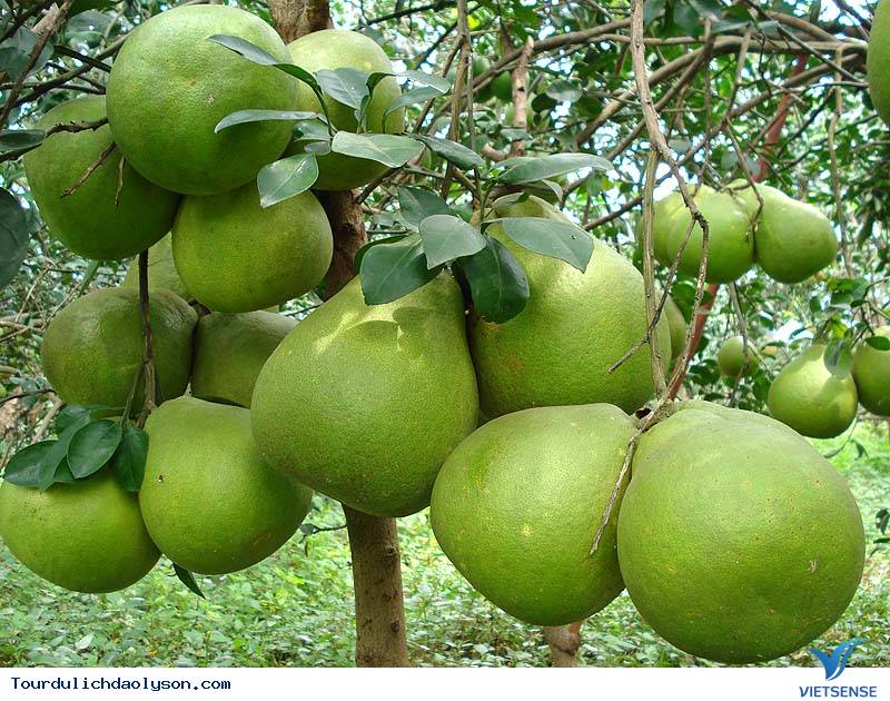 hành trình miệt vườn Xứ Quảng - Ảnh 1