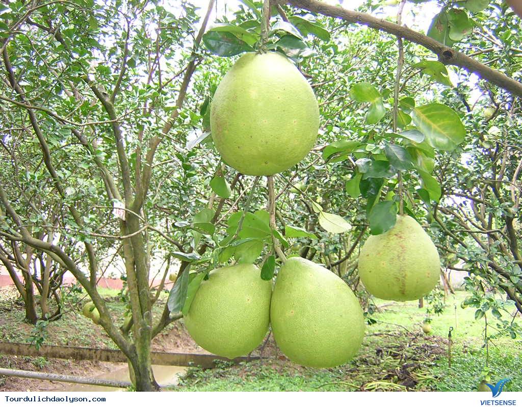 hành trình miệt vườn Xứ Quảng - Ảnh 3