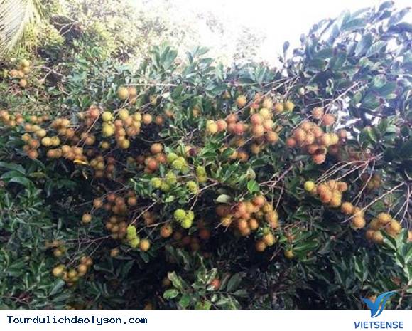 hành trình miệt vườn Xứ Quảng - Ảnh 4