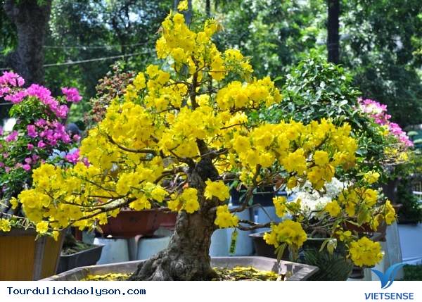 Du xuân trên đảo Lý Sơn - Ảnh 2