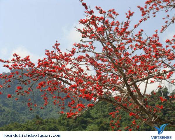 Hoa gạo nở rực góc trời Xứ Quảng - Ảnh 1