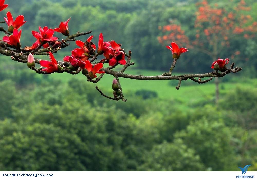 Hoa gạo nở rực góc trời Xứ Quảng - Ảnh 5