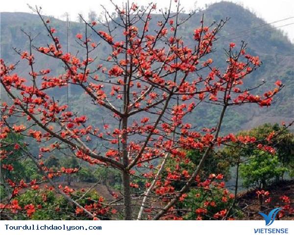 Hoa gạo nở rực góc trời Xứ Quảng - Ảnh 4