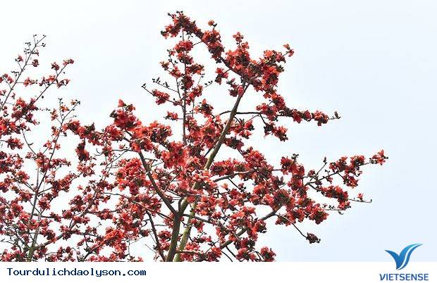 Hoa gạo nở rực góc trời Xứ Quảng - Ảnh 2