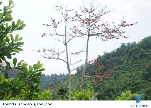 Hoa gạo nở rực góc trời Xứ Quảng - Ảnh 3
