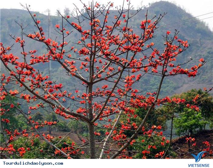 Hoa gạo nở rực góc trời Xứ Quảng - Ảnh 6