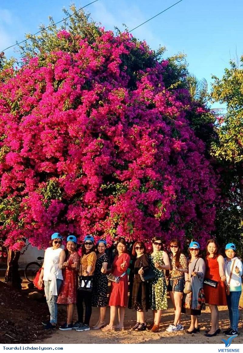 Hoa giấy Lý Sơn - Ảnh 5