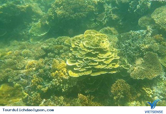 Khám phá rạn san hô Gành Yến- Quảng Ngãi - Ảnh 5