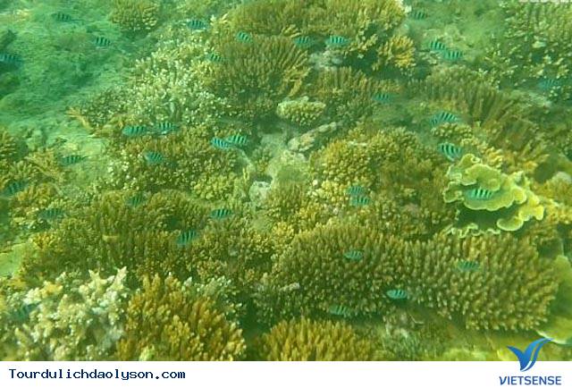 Khám phá rạn san hô Gành Yến- Quảng Ngãi - Ảnh 3