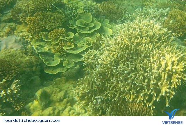 Khám phá rạn san hô Gành Yến- Quảng Ngãi - Ảnh 4