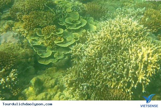 Khám phá rạn san hô Gành Yến- Quảng Ngãi - Ảnh 2