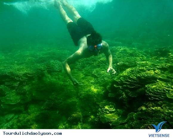 Khám phá rạn san hô Gành Yến- Quảng Ngãi - Ảnh 1
