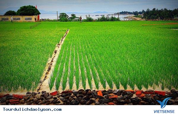 khám phá vẻ đẹp biển đảo lý sơn - Ảnh 2