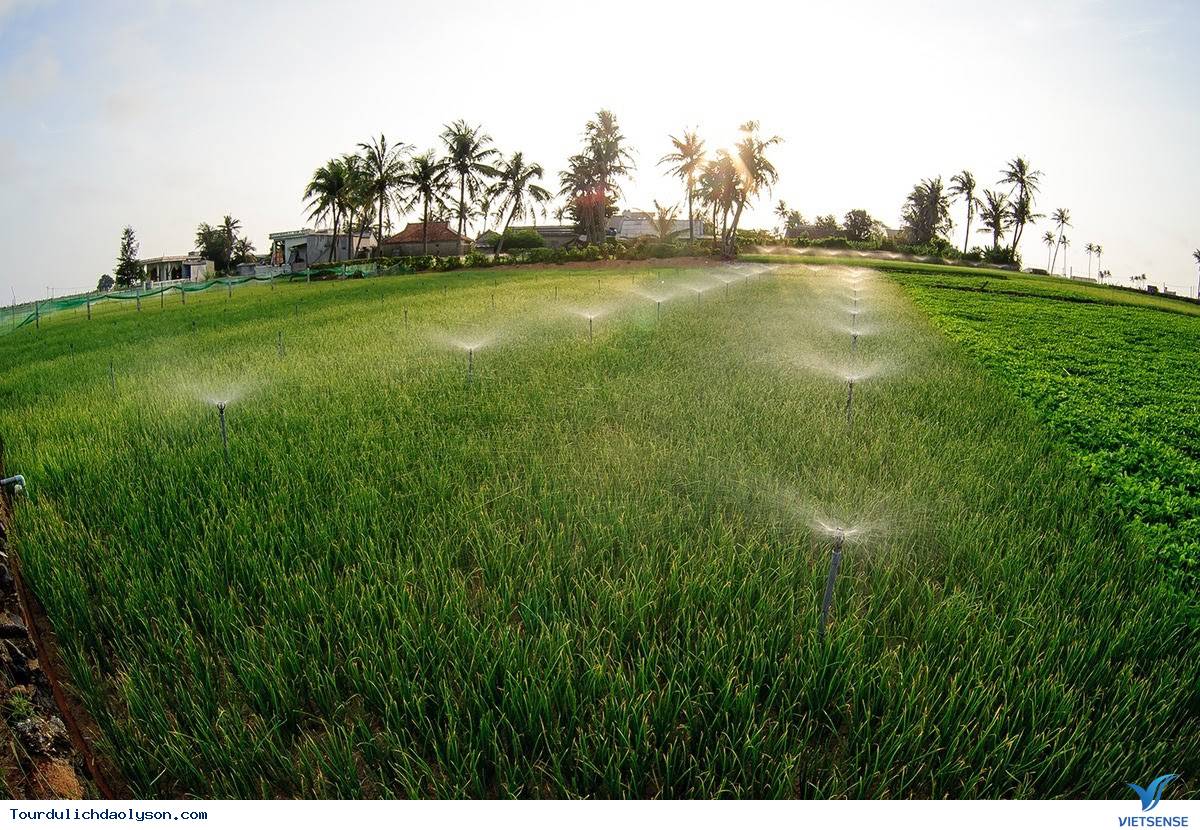 Khám phá vẻ đẹp của đảo Bé Lý Sơn - Ảnh 2