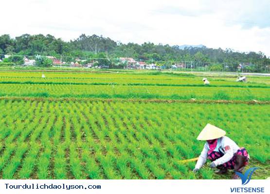 Làng hẹ sẻ Quảng Ngãi - Ảnh 2 Làng hẹ sẻ Quảng Ngãi - Ảnh 2