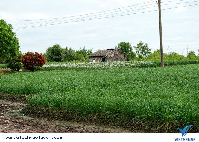 Làng hẹ sẻ Quảng Ngãi - Ảnh 1 Làng hẹ sẻ Quảng Ngãi - Ảnh 1