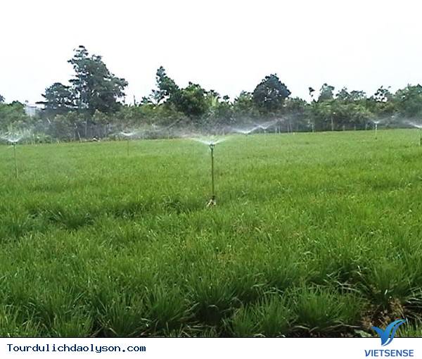 Làng hẹ sẻ Quảng Ngãi - Ảnh 3 Làng hẹ sẻ Quảng Ngãi - Ảnh 3