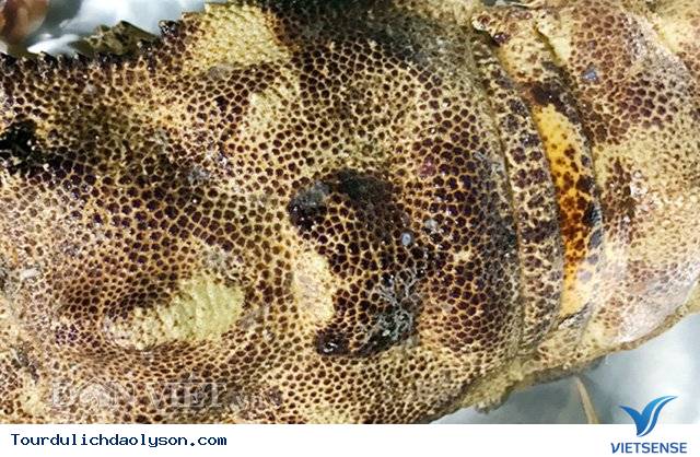 Phần vỏ - Ảnh 3 Phần vỏ - Ảnh 3