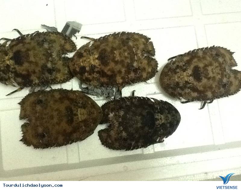 Kết cấu của tôm mũ ni Kết cấu của tôm mũ ni