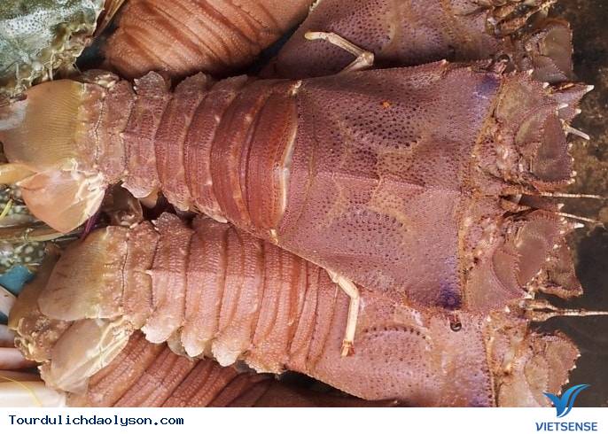 Phần vỏ - Ảnh 2 Phần vỏ - Ảnh 2