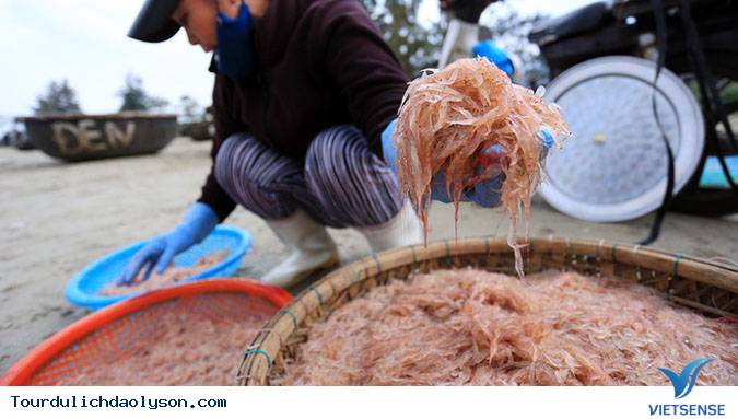 Lộc biển về với ngư dân biển đảo Lý Sơn - Ảnh 3 Lộc biển về với ngư dân biển đảo Lý Sơn - Ảnh 3