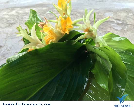 Lộc rừng đầu đông của người dân xứ Quảng - Ảnh 1 Lộc rừng đầu đông của người dân xứ Quảng - Ảnh 1