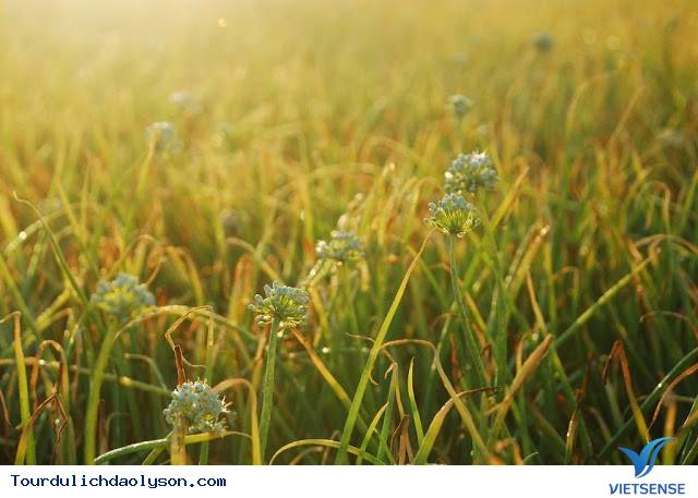 Cánh đồng hành Lý Sơn Cánh đồng hành Lý Sơn