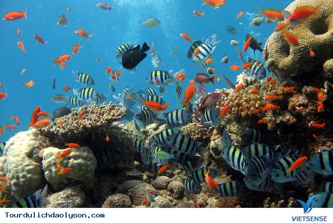 Lý Sơn cần bảo tồn môi trường sinh thái vùng địa chất - Ảnh 1 Lý Sơn cần bảo tồn môi trường sinh thái vùng địa chất - Ảnh 1