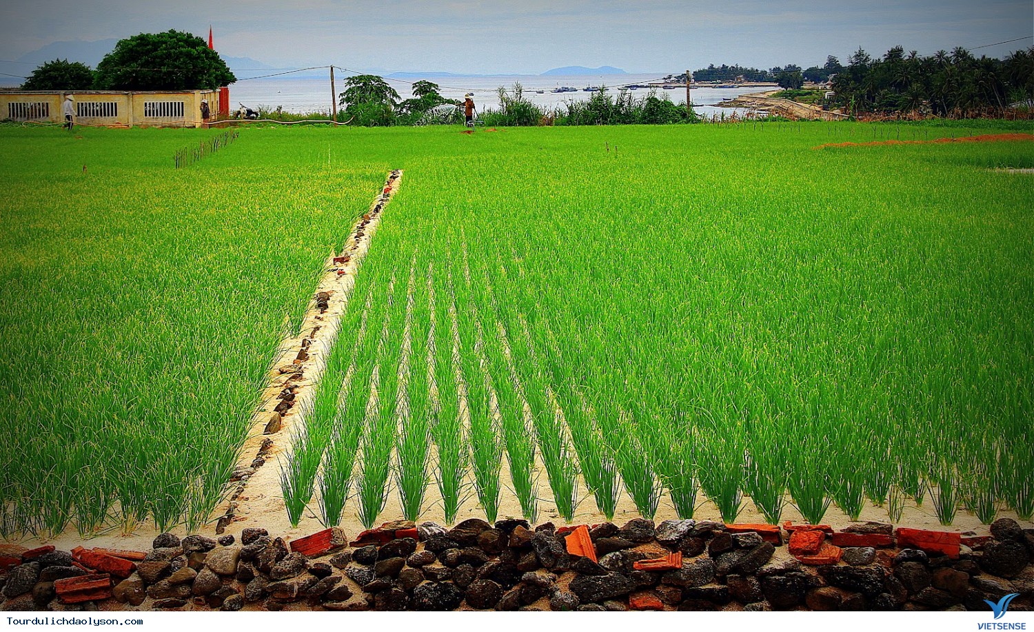 Lý Sơn điểm đến hấp dẫn trong dịp hè - Ảnh 3 Lý Sơn điểm đến hấp dẫn trong dịp hè - Ảnh 3