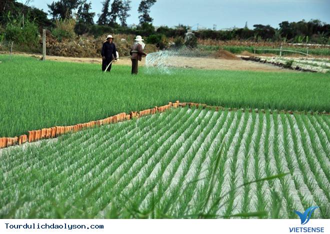 Lý Sơn điểm đến lý tưởng trong dịp hè - Ảnh 2 Lý Sơn điểm đến lý tưởng trong dịp hè - Ảnh 2