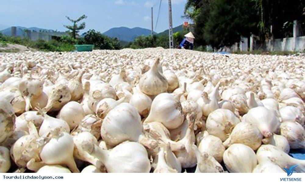 Lý Sơn năm nay có gì hấp dẫn - Ảnh 6