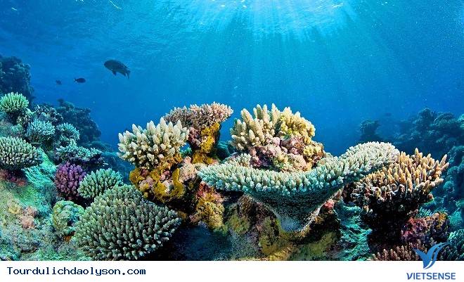 Lý Sơn phát triển tiềm năng trải nghiệm níu chân khách thăm quan - Ảnh 2