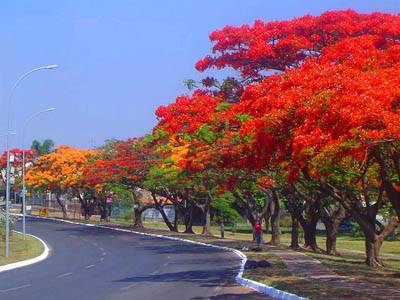 Lý Sơn- Quảng Ngãi con đường của những sắc hoa - Ảnh 4 Lý Sơn- Quảng Ngãi con đường của những sắc hoa - Ảnh 4