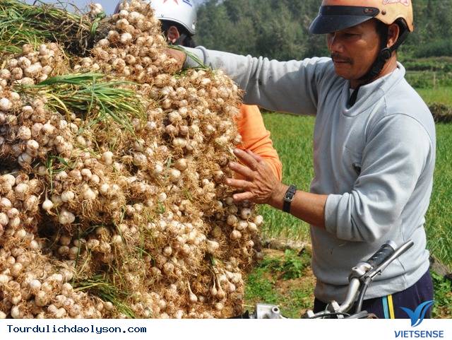 Một số bài thuốc dân gian từ tỏi Lý Sơn - Ảnh 2 Một số bài thuốc dân gian từ tỏi Lý Sơn - Ảnh 2