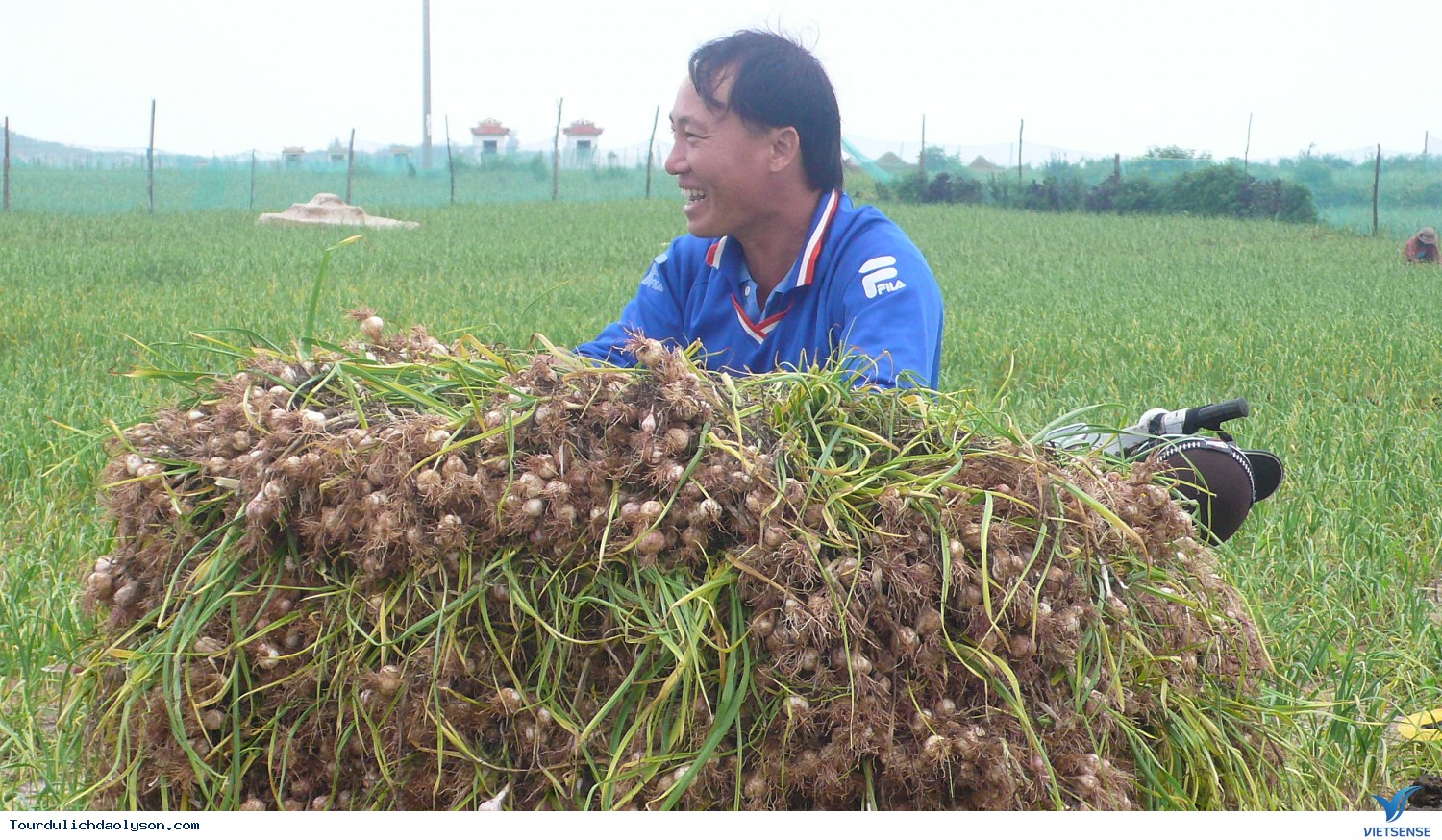 Một số bài thuốc dân gian từ tỏi Lý Sơn - Ảnh 1 Một số bài thuốc dân gian từ tỏi Lý Sơn - Ảnh 1