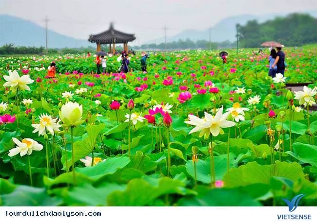 Thời gian và ddiajd diểm thích hợp để săn sen xứ Quảng - Ảnh 2