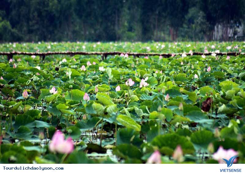 Săn sen xứ Quảng - Ảnh 2