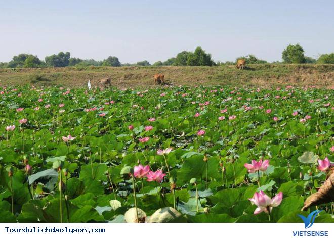 Thời gian và ddiajd diểm thích hợp để săn sen xứ Quảng - Ảnh 1