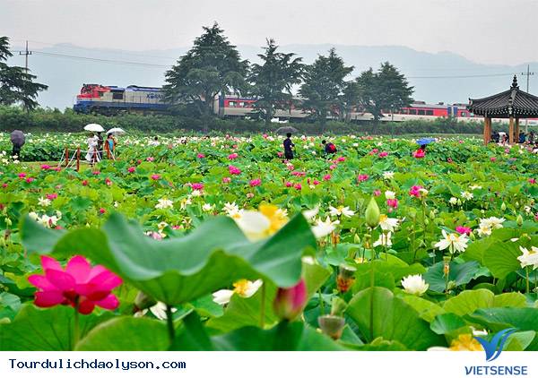 Thời gian và ddiajd diểm thích hợp để săn sen xứ Quảng - Ảnh 3