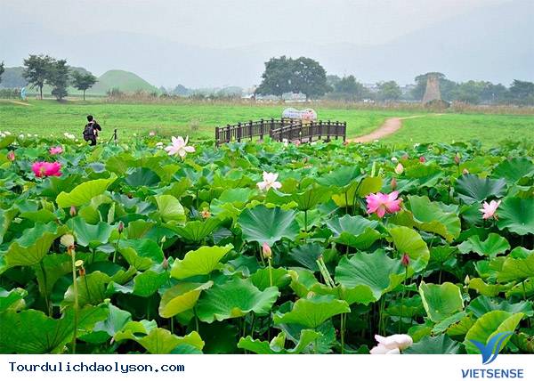 Săn sen xứ Quảng - Ảnh 1