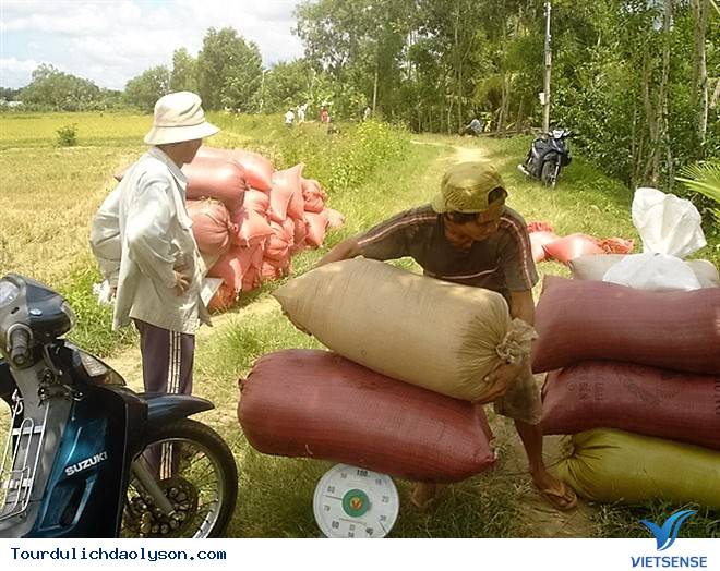 Mùa thu hoặc nếp ngự tiến vua- Sa Huỳnh - Ảnh 5