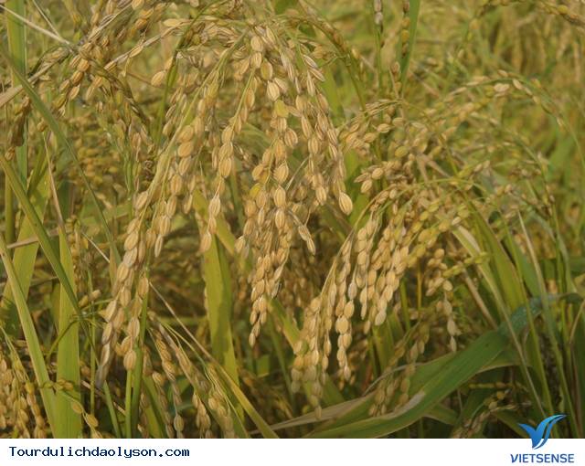 Mùa thu hoặc nếp ngự tiến vua- Sa Huỳnh - Ảnh 4