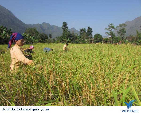 Mùa thu hoặc nếp ngự tiến vua- Sa Huỳnh - Ảnh 1