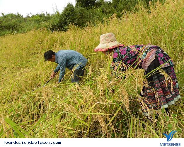 Mùa thu hoặc nếp ngự tiến vua- Sa Huỳnh - Ảnh 3