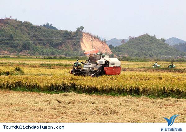 Mùa thu hoặc nếp ngự tiến vua- Sa Huỳnh - Ảnh 2