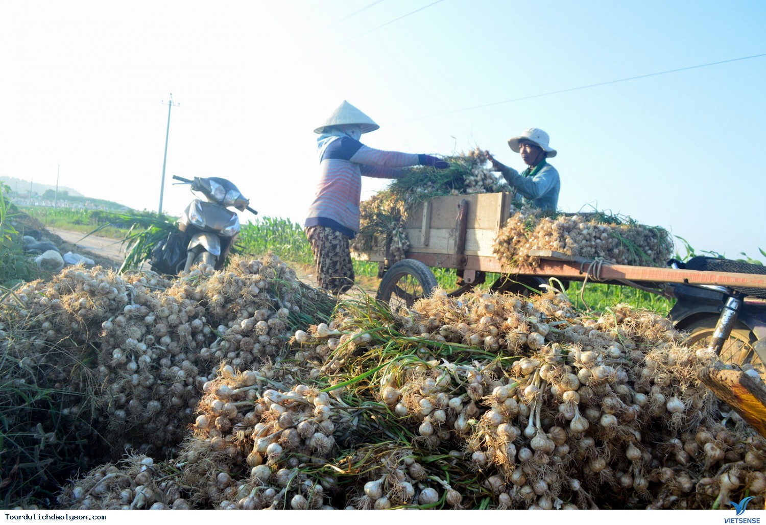 Mùa thu hoặc tỏi Lý Sơn - Ảnh 2