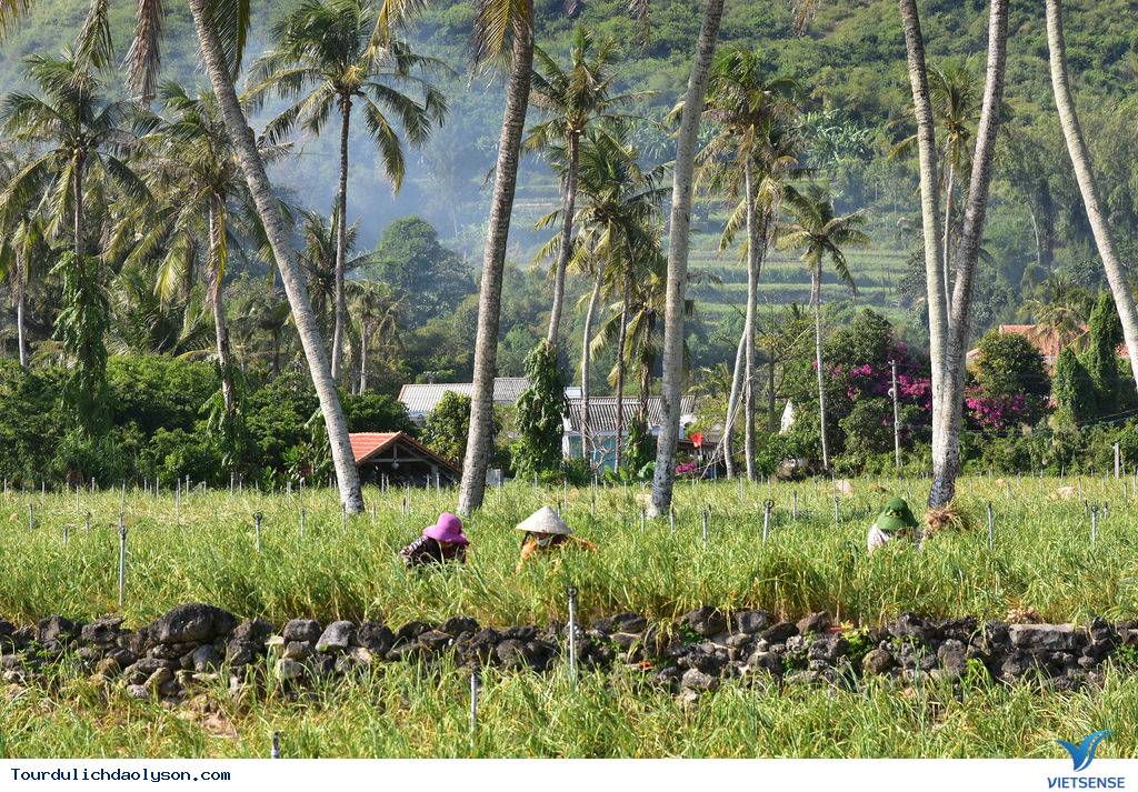Mùa thu hoặc tỏi Lý Sơn - Ảnh 3